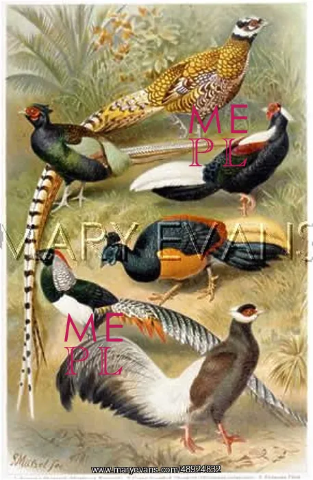  : PHEASANT (MUTZEL)