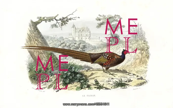 : Pheasant, Phasianus colchicus : Pheasant, Phasianus colchicus