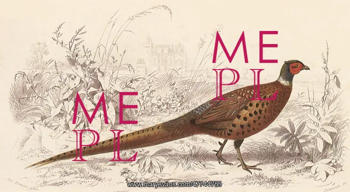  : Pheasant (Phasianus colchicus)