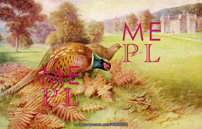  : PHEASANT (RANKIN)