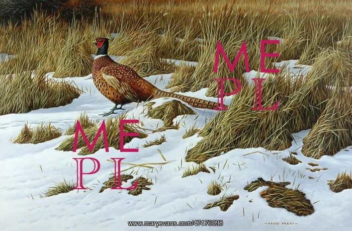: Pheasant in the Snow ' with Dead Grasses : Pheasant in the Snow ' with Dead Grasses