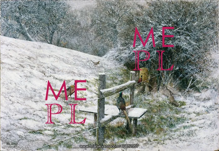 : Pheasant on a stile in the snow : Pheasant on a stile in the snow