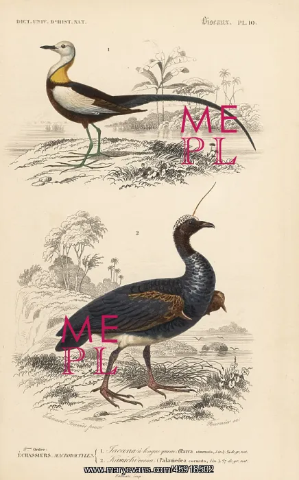 : Pheasant-tailed jacana and horned screamer : Pheasant-tailed jacana and horned screamer
