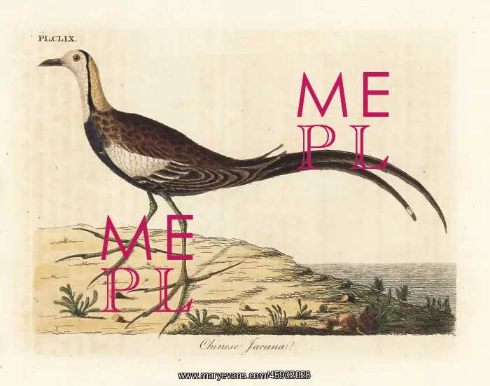 : Pheasant-tailed jacana, Hydrophasianus chirurgus : Pheasant-tailed jacana, Hydrophasianus chirurgus