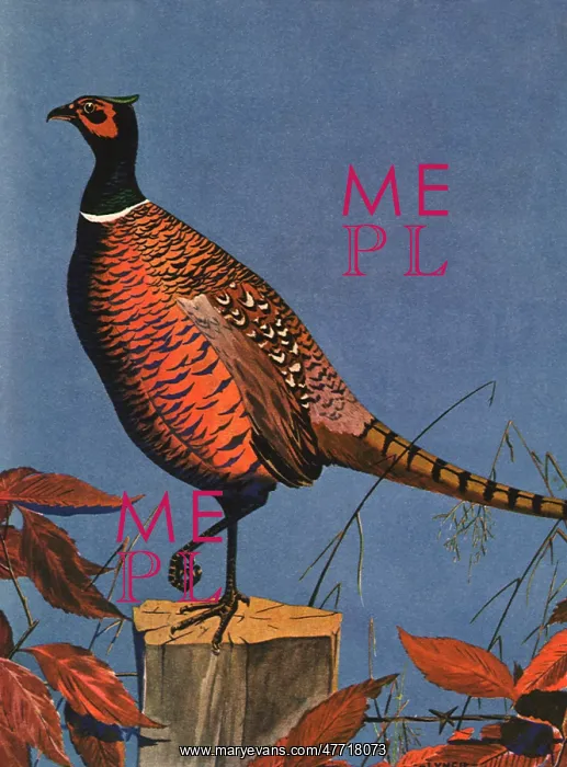  : Pheasant on Tree Trunk