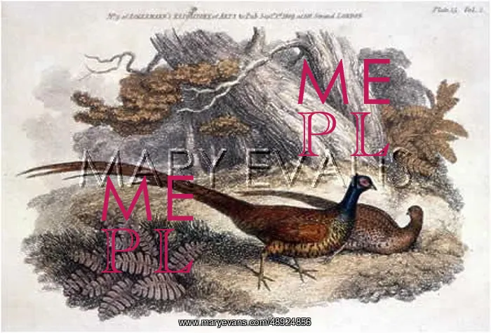 : TWO PHEASANTS (1809) : TWO PHEASANTS (1809)