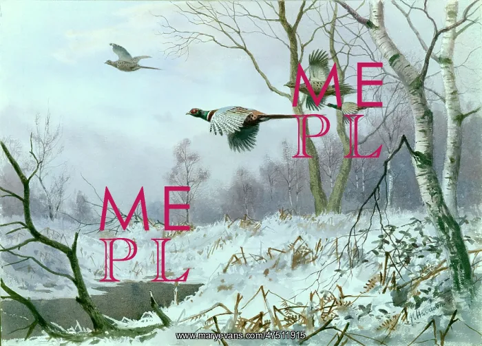 : Four Pheasants in Flight : Four Pheasants in Flight