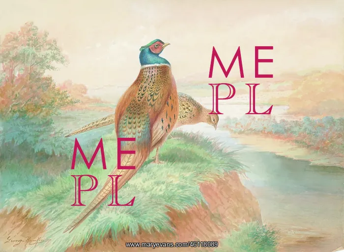 : Pheasants (male and female) : Pheasants (male and female)