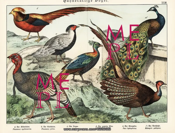 : Pheasants, peacock, turkey, etc : Pheasants, peacock, turkey, etc