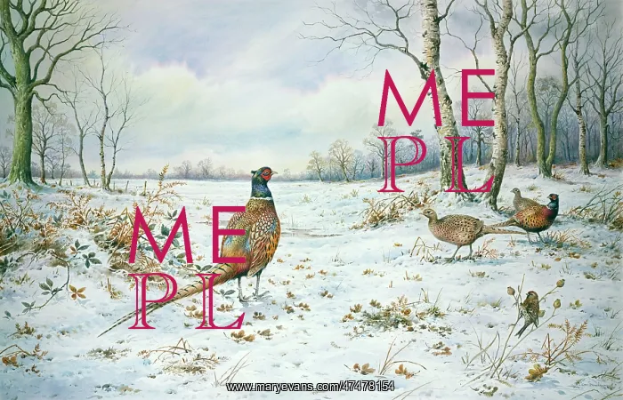 : Pheasants and Redpoll in Winter Covert : Pheasants and Redpoll in Winter Covert