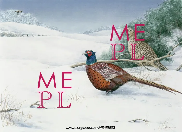 : Pheasants in Snow : Pheasants in Snow