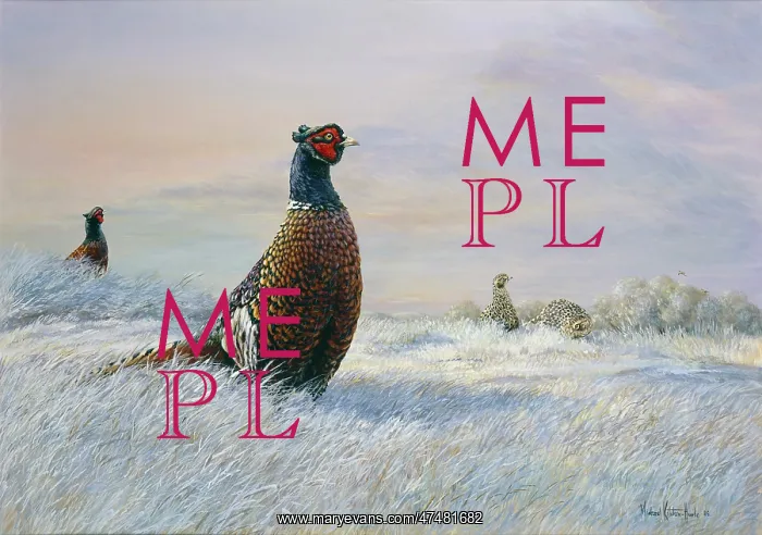 : Pheasants in the snow : Pheasants in the snow