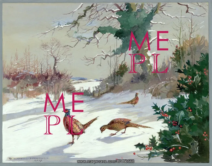  : Three pheasants in snow with holly bush