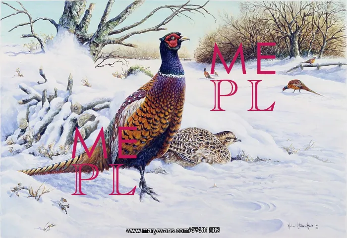 : Pheasants in a Snowy Landscape : Pheasants in a Snowy Landscape
