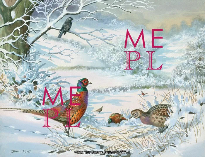 : Pheasants in Winter Sunshine : Pheasants in Winter Sunshine