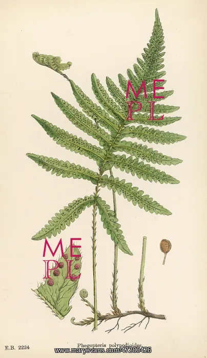 : Phegopteris connectilis -?long beech fern : Phegopteris connectilis -?long beech fern
