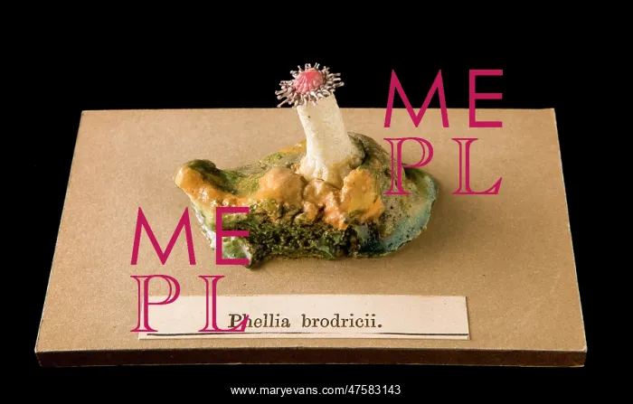 : Phellia brodricii, sea anemone : Phellia brodricii, sea anemone