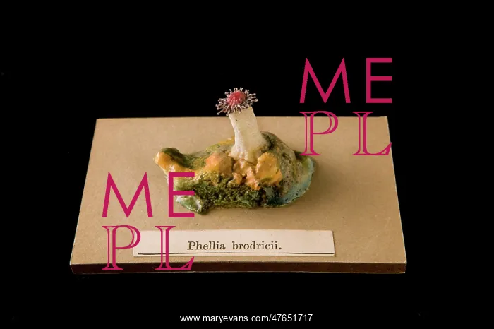 : Phellia brodricii, sea anemone : Phellia brodricii, sea anemone