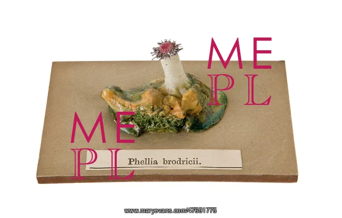 : Phellia brodricii, sea anemone : Phellia brodricii, sea anemone