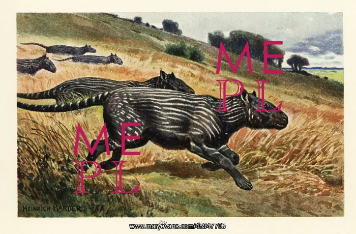 : Phenacodus, extinct genus of ungulate mammal : Phenacodus, extinct genus of ungulate mammal