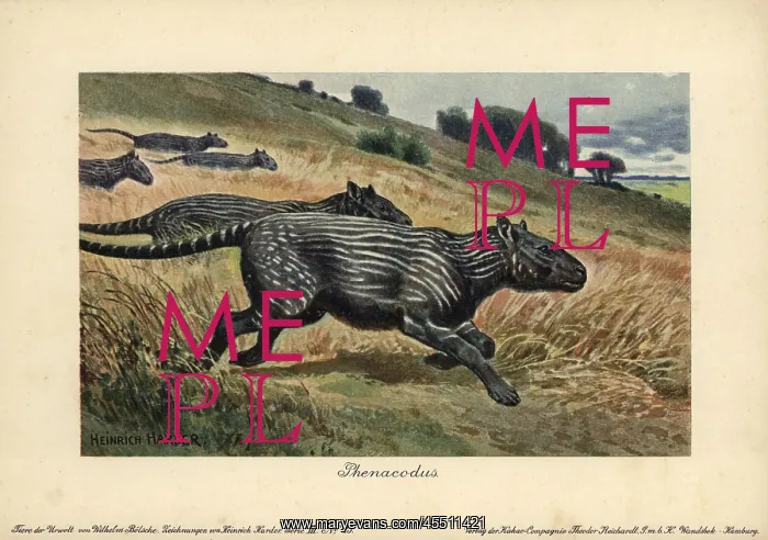 : Phenacodus, extinct genus of ungulate mammals : Phenacodus, extinct genus of ungulate mammals