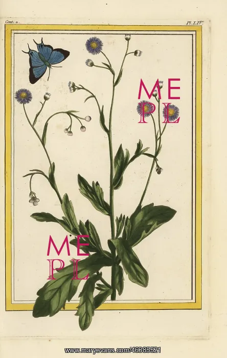 : Philadelphia fleabane, Erigeron philadelphicus : Philadelphia fleabane, Erigeron philadelphicus