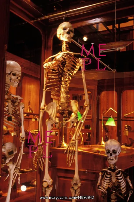  : PHILADELPHIA, PA HUMAN SKELETON AT THE MUTTER