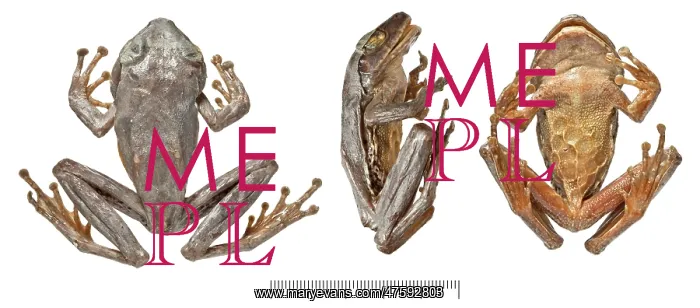 : Philautus maia, shrub frog : Philautus maia, shrub frog