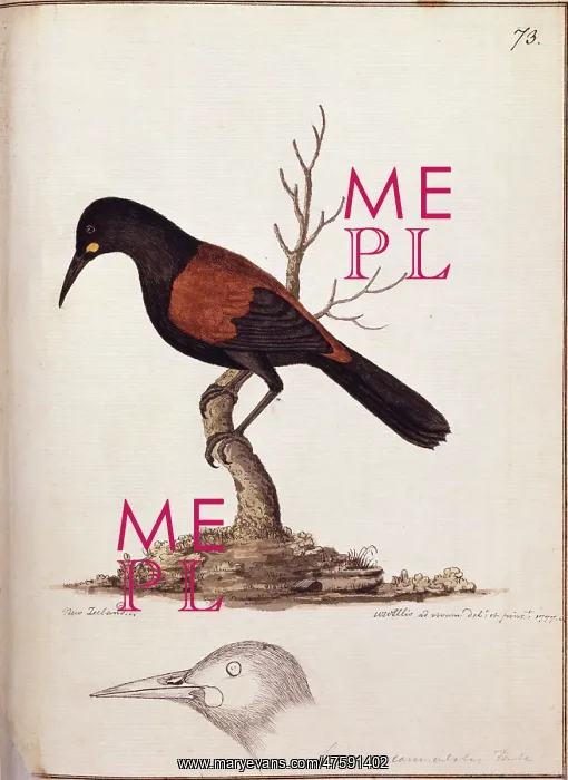 : Philesternus carrunculatus, saddleback : Philesternus carrunculatus, saddleback