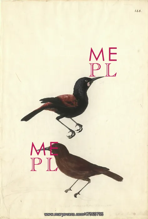 : Philesturnus carunculatus, saddleback : Philesturnus carunculatus, saddleback
