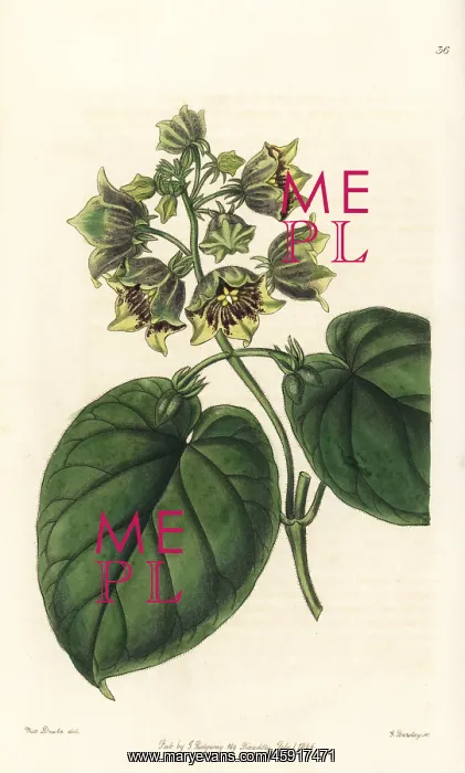 : Philibertia campanulata : Philibertia campanulata