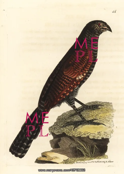 : Philippine coucal, Centropus viridis : Philippine coucal, Centropus viridis