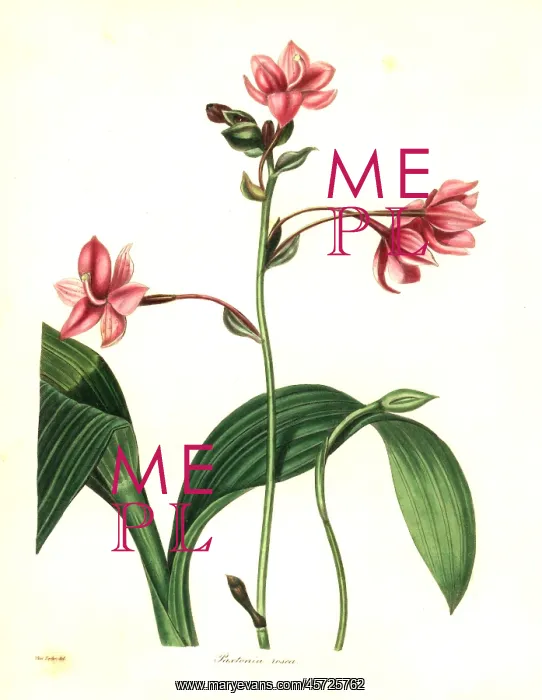 : Philippine ground orchid, Spathoglottis plicata : Philippine ground orchid, Spathoglottis plicata