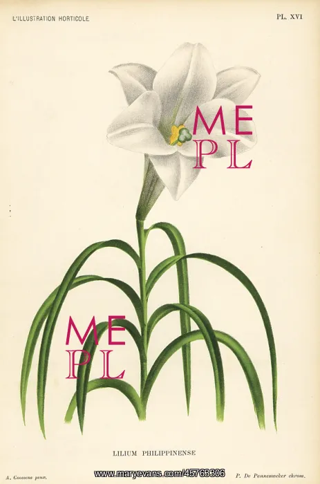 : Philippine lily, Lilium philippinense : Philippine lily, Lilium philippinense
