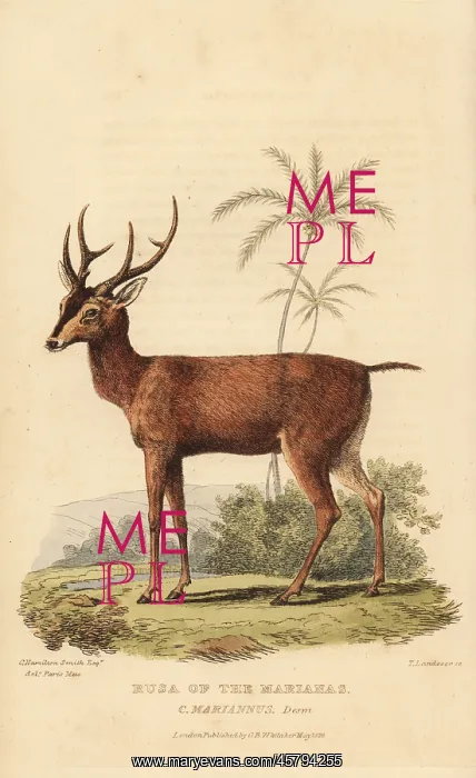 : Philippine sambar, Rusa marianna. Vulnerable : Philippine sambar, Rusa marianna. Vulnerable