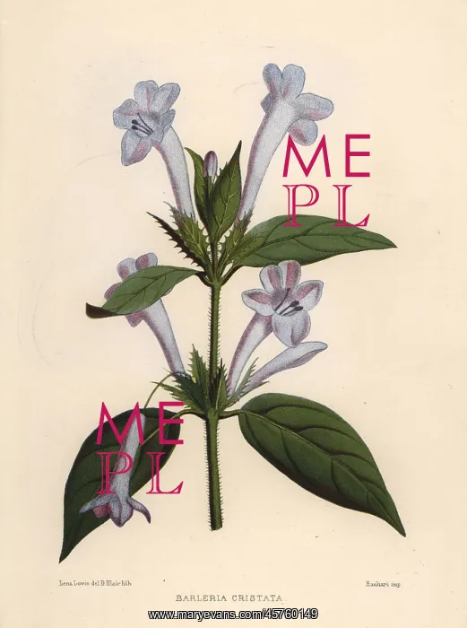 : Philippine violet, Barleria cristata : Philippine violet, Barleria cristata