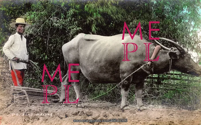 : Philippines - Clearing land for a road using Water Buffalo : Philippines - Clearing land for a road using Water Buffalo
