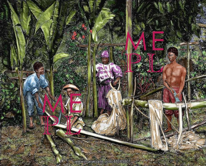 : Philippines. Natives cutting abaca : Philippines. Natives cutting abaca
