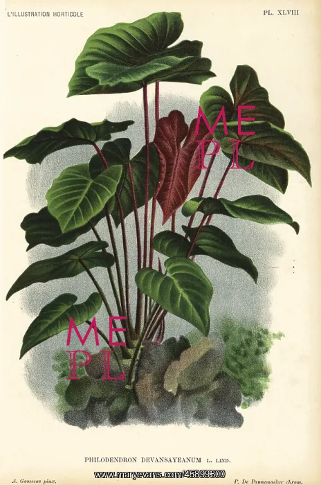 : Philodendron devansayeanum : Philodendron devansayeanum