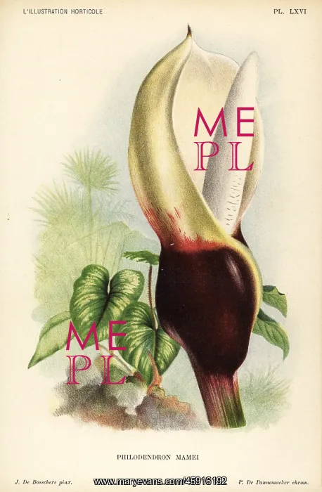 : Philodendron mamei : Philodendron mamei
