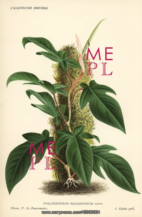 : Philodendron squamiferum foliage plant : Philodendron squamiferum foliage plant