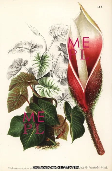 : Philodendron verrucosum : Philodendron verrucosum