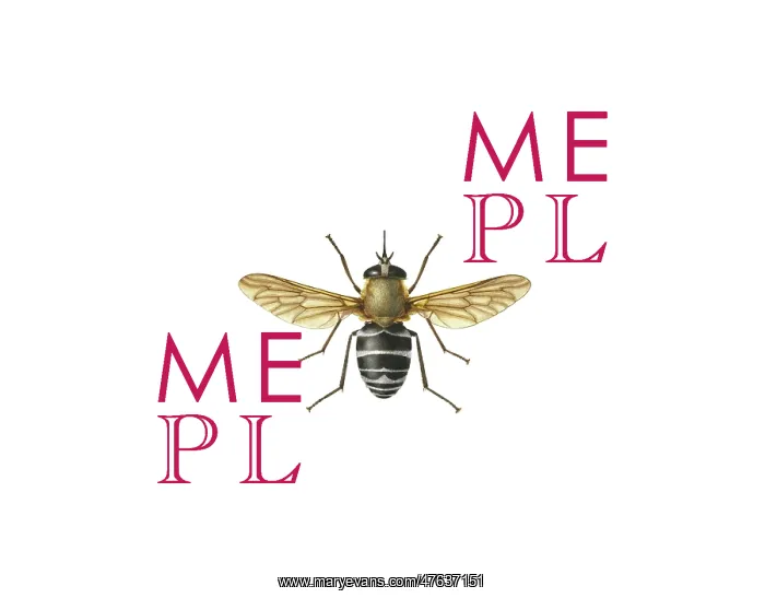 : Philoliche angulata, horse fly : Philoliche angulata, horse fly