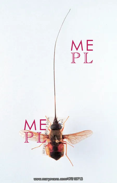 : Philoliche longirostris, horse fly : Philoliche longirostris, horse fly