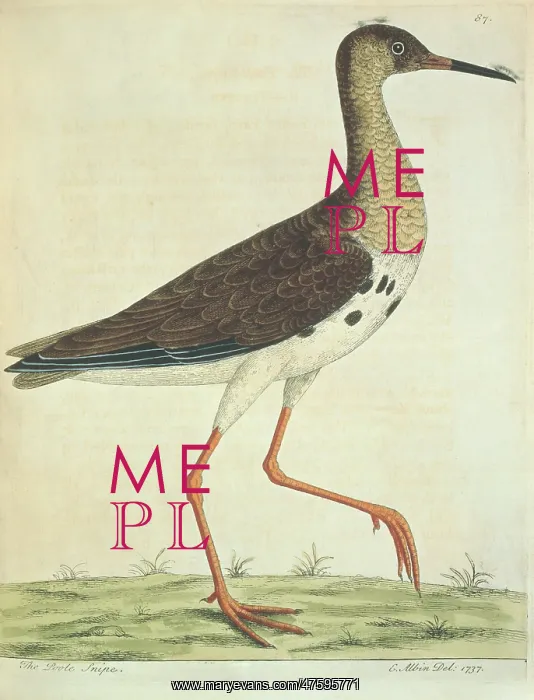 : Philomachus pugnax, ruff : Philomachus pugnax, ruff