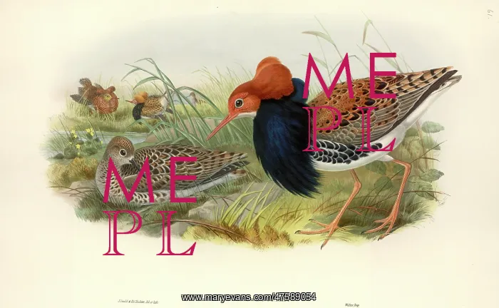 : Philomacus pugnax, ruff : Philomacus pugnax, ruff