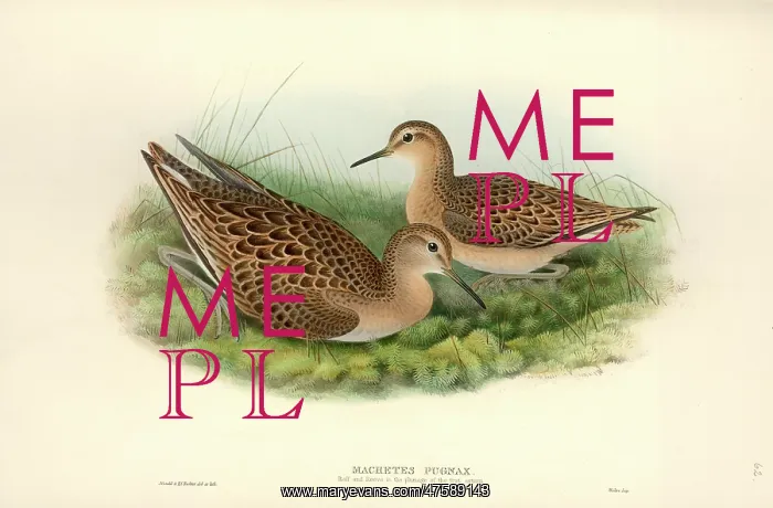 : Philomacus pugnax, ruff : Philomacus pugnax, ruff