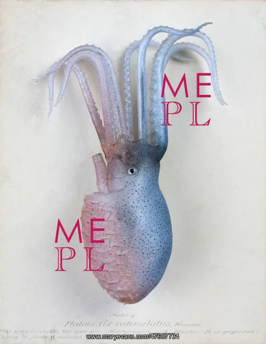 : Philonexia catenulatus, octopus : Philonexia catenulatus, octopus