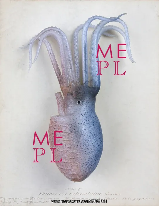 : Philonexia catenulatus, octopus : Philonexia catenulatus, octopus