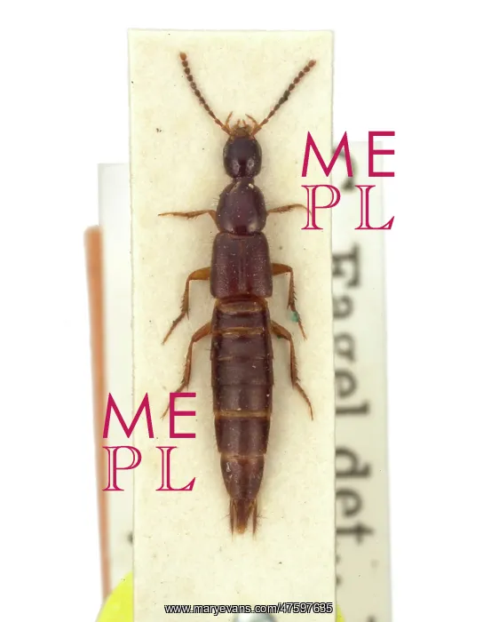 : Philonthus dictator, rove beetle : Philonthus dictator, rove beetle